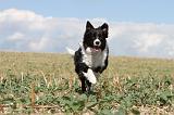 BORDER COLLIE 071